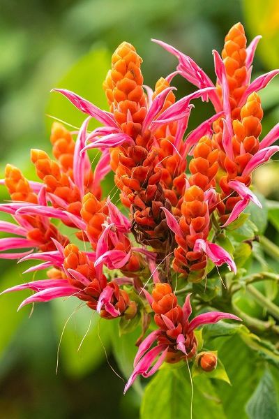 Caribbean-Trinidad-Asa Wright Nature Center Orange and pink flower blossoms